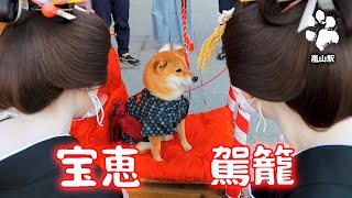 嵐山の柴犬ジェームス！宝恵駕籠に乗るの巻～Shiba inu jeams by kyoto～