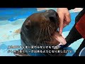 【トド】あっかんべ～が出来るようになってきました ^^ 　（伊勢シーパラダイス／水族館）