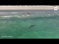 shark swims dangerously close to unaware beach goers