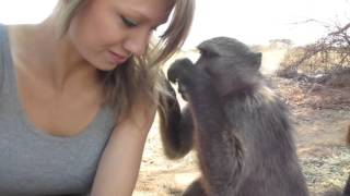 Being groomed by Shauna the baboon