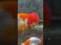 the best beginner goldfish