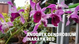 Anggrek Dendrobium Inaraya Red