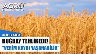 Buğday Büyük Tehdit Altında! "Verim Kaybı Yaşanabilir" | Agro Tv Haber
