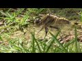 female white tailed skimmer orthetrum albistylum speciosum