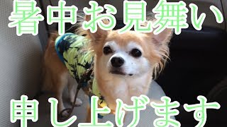 チワワのぽっち summer greetings 暑中お見舞い申し上げます Chihuahua no pocchi