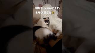 寒いから動きが緩慢？寝ながらでも一応相手してくれる猫🐈 #shots