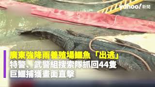 廣東強降雨養殖場鱷魚「出逃」特警、武警組搜索隊抓回44隻 巨鱷捕獲畫面直擊｜Yahoo Hong Kong