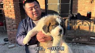 这一窝圣伯纳只剩下2条了，那么贵卖的还那么快，为什么？ #狗狗🐶 #圣伯纳犬 #圣伯纳幼犬