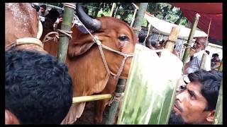 ১০ লহ্ম টাকার বিশাল ষাঁড় গরু। ঐতিহাসিক চৌয়ারা বাজার। কুমিল্লার শ্রেষ্ঠ বাজার।  গরুর বাজার পর্ব ২।