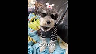 Schnauzer雪納瑞【旺仔成長日記】旺仔的痛苦聖誕節🤣🤣🤣