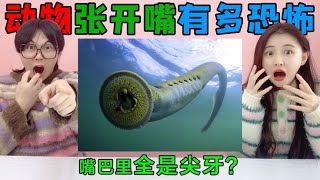 动物“张开嘴巴”有多恐怖？鳗鱼VS变色龙，舌头伸出来全是尖牙！【桂小鹿胖了没】