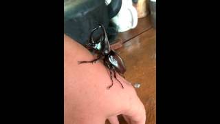 Thai rhinoceros beetle/longhorn beetle