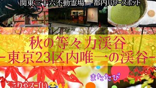 【また旅🐾】等々力渓谷  東京パワースポットの癒し力がハンパなかった