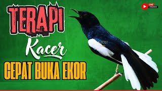 Kacer GACOR NGEPLONG Memanggil Lawan Paling AMPUH Buat PANCINGAN KACER Agar EMOSI