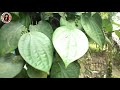 জালুক খেতি কেনেকৈ কৰে ॥ jaluk kheti ॥ jaluk kheti assamese how to grow black pepper ॥ black peaper