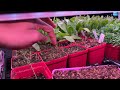 Grow room tour | seed starts | onions 🧅, aststers, dustymiller and more