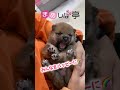 【豆柴犬】かくれんぼしましょ♪