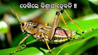 ଏମିତି 5 ଟି ଜୀବ, ଯେଉଁମାନେ କେବେ ବି ମରନ୍ତି ନାହିଁ | According to Scientists these animals are immortal