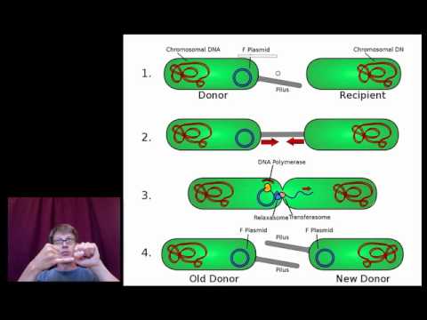 Which can increase genetic variation through?