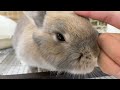 【和泉本店】2024.9.15 ホテルお泊まり中のうさぎさん🐰part1