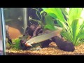 Senegal Bichir eats goldfish for 1st time