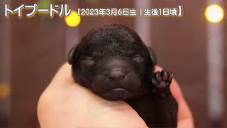 滋賀県｜トイプードル子犬｜2023.3.6生（生後1日目）①｜グレー｜男の子｜ペットショップHUG