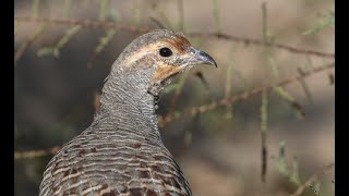 Can Gray Francolin Really Adapt to ANY Environment?