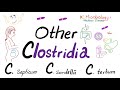 Other Clostridioides (Clostridium septicum, sordelli & tertium) | Microbiology 🧫