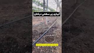 Garden باغبانی#shortsvideo #tree آبیاری زیر سطحی درختان