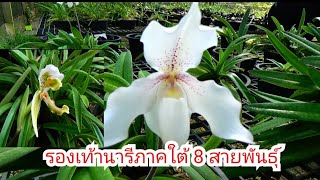 รองเท้านารี ภาคใต้ 8 สายพันธุ์ ที่ศูนย์ขยายพันธุ์พืชที่ 2 จังหวัดตรัง