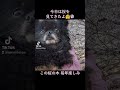 ポメチワと桜のお花見 ポメチワ 犬のいる暮らし 犬 かわいい youtube 大好き ポメチワ犬 annechanpo ポメチワ犬のアンちゃん歩 shorts