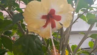 hibiscus 🌺 flowers(Mandara puvvulu)today 52.(ఈ రోజు నాలుగు రకాల మందార పువ్వులు మొత్తం 52 పూశాయి).