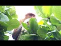 proboscis monkey bako national park borneo malaysia テングザル　バコ国立公園　マレーシア