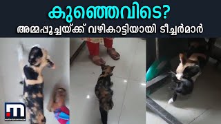 കുഞ്ഞെവിടെ? ; അമ്മപ്പൂച്ചയ്ക്ക് വഴികാട്ടിയായി ടീച്ചർമാർ | Mother Cat | Teacher | Kitten | Viral