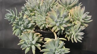 Pretty Succulents-Graptosedum 'Francesco Baldi'