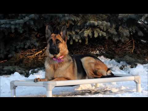 Stella (German Shepherd) Dog Training Video Stella (German Shepherd) Dog Training Video