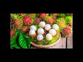 subhanallah beautiful nature rambutan fruit garden fruit shorts video