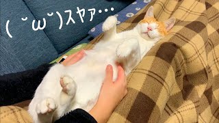 膝の上でリラックスする猫