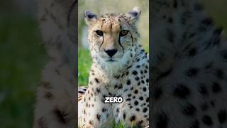 Cheetah vs. Rabbit: A Race Against Time and Instinct #shorts #animalfacts #sciencefacts #shortsviral