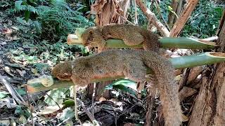 Squirrel traps are placed along the forest canes.วางกับดักกระรอกตามต้นก้อยป่า.