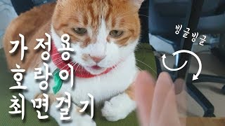 가정용호랑이 최면걸기 / Cat Hypnosis