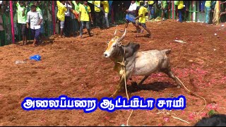 அலப்பறை ஆட்டம் காட்டிய திமிரான காளைகள்... Tamizhan Trending