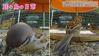 【庭の鳥の日常】(24,05,03)　⌒(ё)⌒