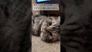 ホットカーペットの暖かさに動けなくなった猫がかわいい♪