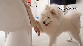 ［English subtitles］A dog that just wants to be bothered by its owner and pamper him.【samoyed】