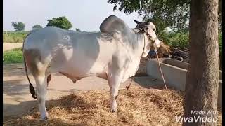 Ongole bull  18.4 lakh valued @Gadhar mavaya😉