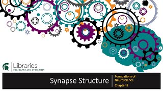 Chapter 8 - Synapse Structure