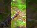 Freshwater Caridina Black Tiger Shrimp