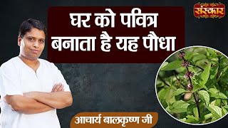 घर को पवित्र बनाता है यह पौधा || Marjoram (मरुआ) || Acharya Balkrishna Ji || Health Benefits