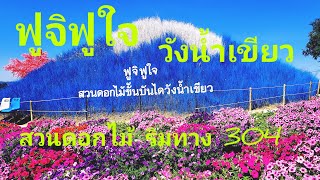 ฟูจิฟูใจ สวนดอกไม้ริมทางหลวงสาย 304 จุดเช็คอินวังน้ำเขียว ปีใหม่ 2568